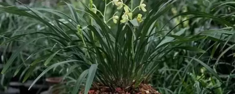 兰花栽培有啥要点?浇水依季节定要科学-会东网