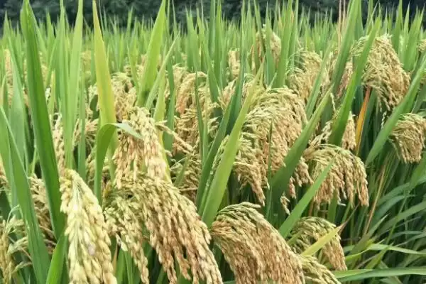 图片[3]-南粳9308品种全生育期147.0天有啥特性？-会东网