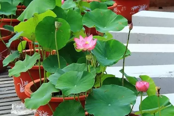 图片[3]-盆栽荷花盆选釉盆、瓷盆等有啥好处？-会东网