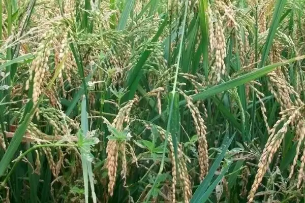 图片[2]-龙粳3767主茎有几片叶？主茎12片叶，了解水稻特征-会东网