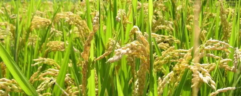 南粳5758水稻种子每亩栽插1.7-1.9万穴为啥?-会东网