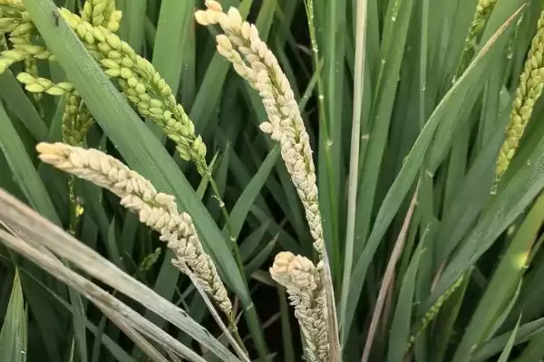 图片[2]-千乡优5040水稻品种综合防治病虫害有啥要点？-会东网