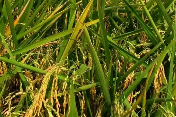 图片[3]-龙御959有啥特点？主茎11片叶，水稻特性解析-会东网