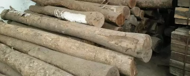 金丝楠木能在院中种吗？能种但要确保阳光充足-会东网
