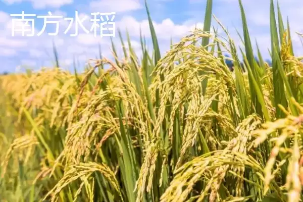 图片[2]-南方水稻和北方水稻熟制和品种有啥不同？-会东网