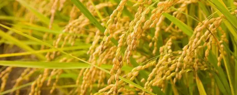 荃粳优46水稻品种每亩插足基本苗8至10万为啥？-会东网