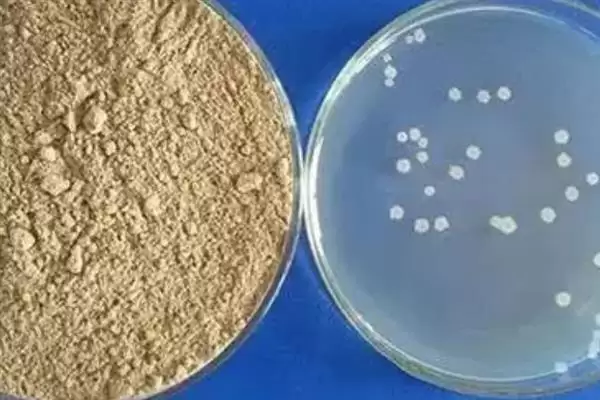 图片[3]-枯草芽孢杆菌有啥用？对农作物有抗拮杀菌作用-会东网