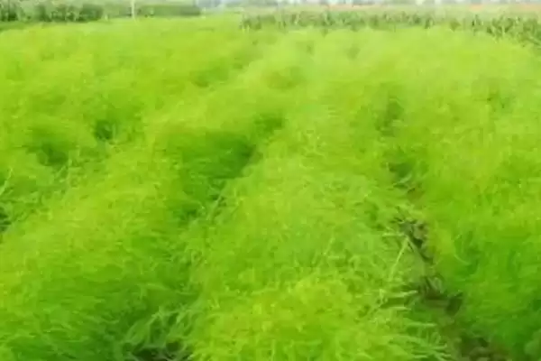 图片[4]-芦笋过冬为啥要割苗？-会东网