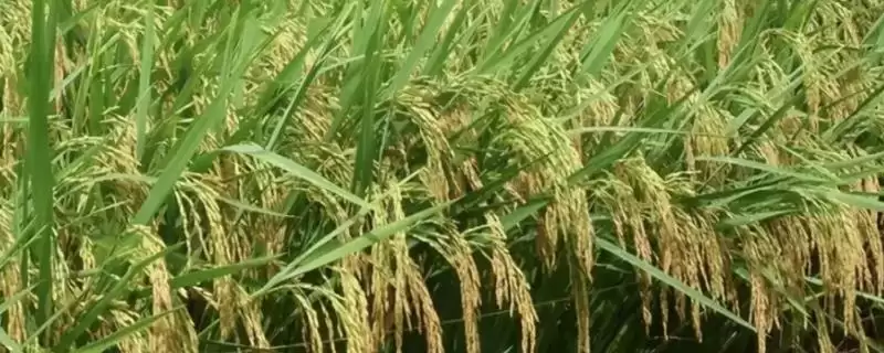 龙稻18主茎叶片数?主茎13片叶,认识水稻结构-会东网