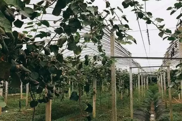 图片[4]-猕猴桃种植搭棚架后定植有啥好处？-会东网
