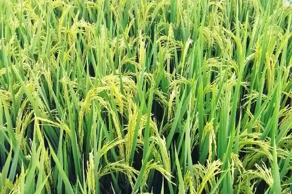图片[3]-隆3优华占生育期如何？121天，了解生长周期-会东网
