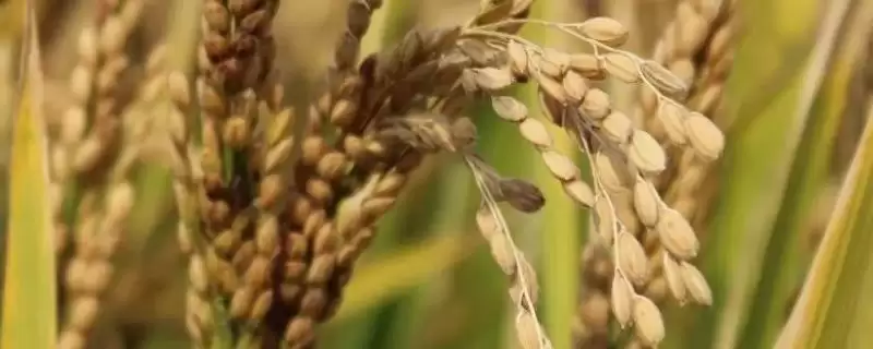 南粳3818水稻品种5月中旬为啥播种？-会东网