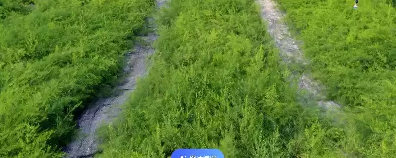 芦笋过冬为啥要割苗?-会东网