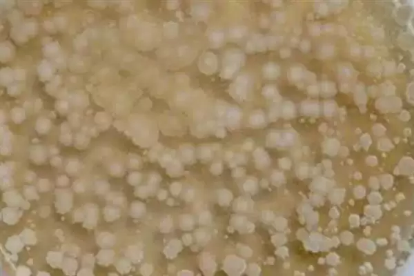 图片[4]-枯草芽孢杆菌有啥用？对农作物有抗拮杀菌作用-会东网