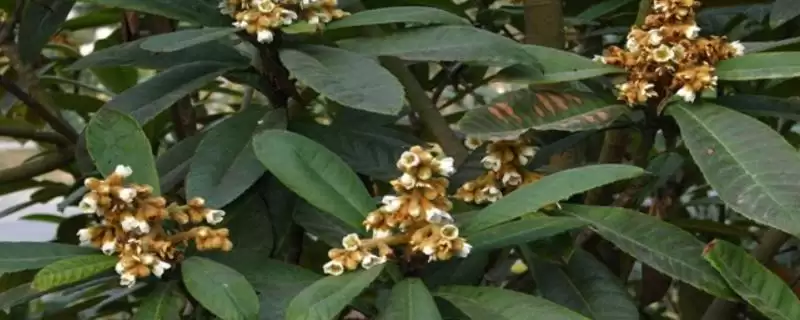 枇杷花期十月份做好施肥工作有啥好处？-会东网