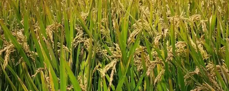 荃科优211水稻种为啥是中籼三系杂交水稻品种?-会东网
