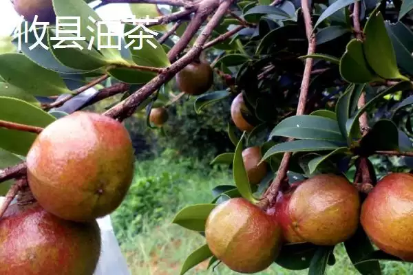 图片[3]-品质好的油茶苗小果油茶、攸县油茶为啥好？-会东网