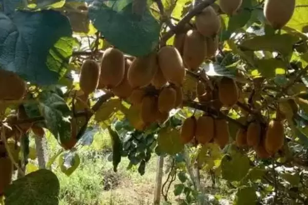 图片[3]-猕猴桃管理得当3-4年结果是真的吗？-会东网