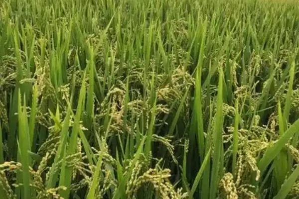 图片[2]-荃优1606抗倒伏性强且产量高是真的吗？-会东网