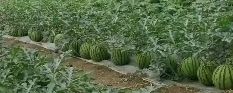 麒麟西瓜出苗后至真叶展开前少浇水为啥？-会东网