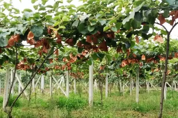 图片[3]-猕猴桃种植搭棚架后定植有啥好处？-会东网