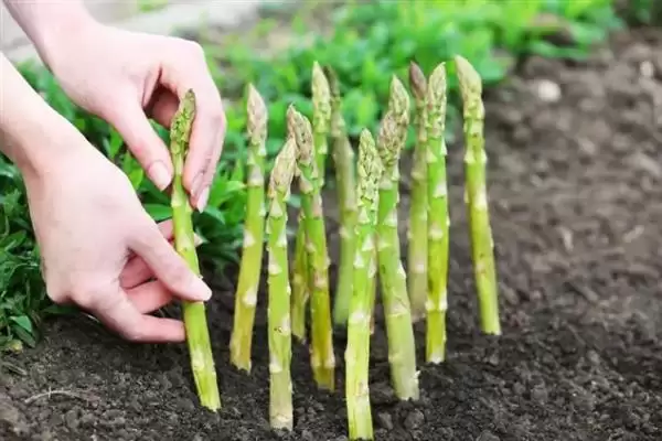 图片[4]-芦笋种植为啥通常在春季？-会东网