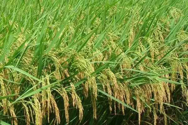 图片[3]-龙盾310主茎叶片情况？主茎10片叶，掌握水稻特性-会东网