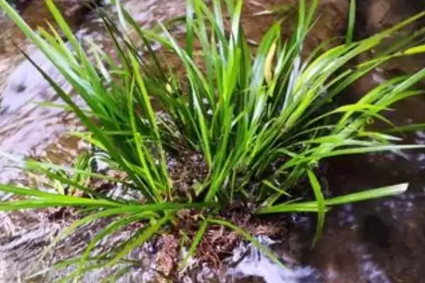 图片[3]-佩兰石菖蒲为啥属于天南星科多年生草本植物？-会东网