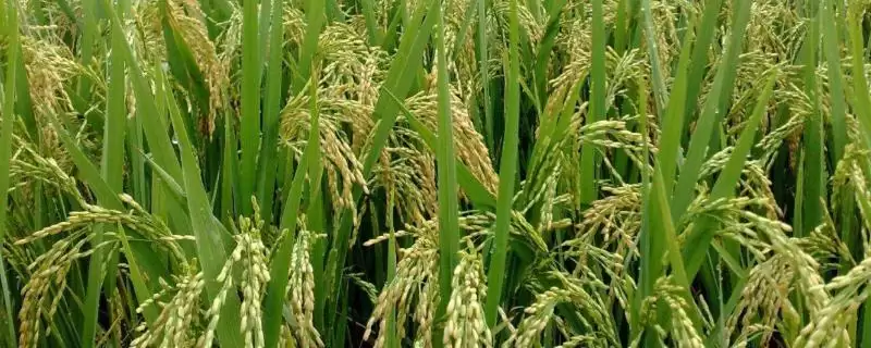 金隆优086啥时候播种？6-7月播，把握播种时间-会东网