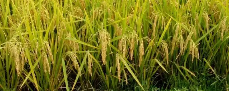 两优234是啥类型水稻?中熟籼型中稻品种-会东网