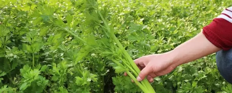 芹菜软化栽培堆土、围板软化法有啥优势？-会东网