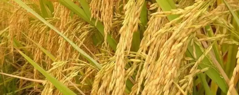 宁粳65号水稻种子结合土壤墒情播种有啥好处？-会东网