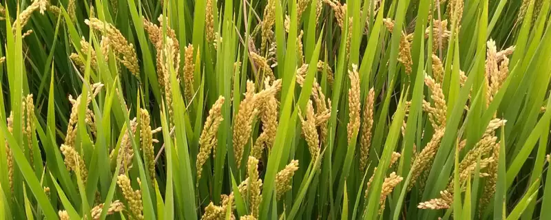 莲润稻12是啥品种类型?普通粳稻品种,熟悉水稻类别-会东网