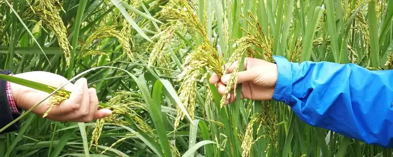 巨型稻为啥难以推广？种植存在局限性，探究原因-会东网