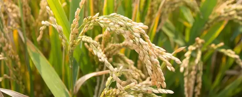 两优粤禾丝苗鄂北啥时候播？4月中旬播种正当时-会东网