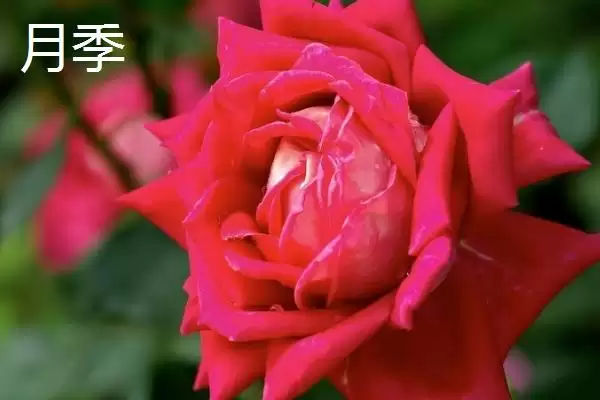 图片[3]-玫瑰和月季花朵、叶片和花期区别在哪？-会东网