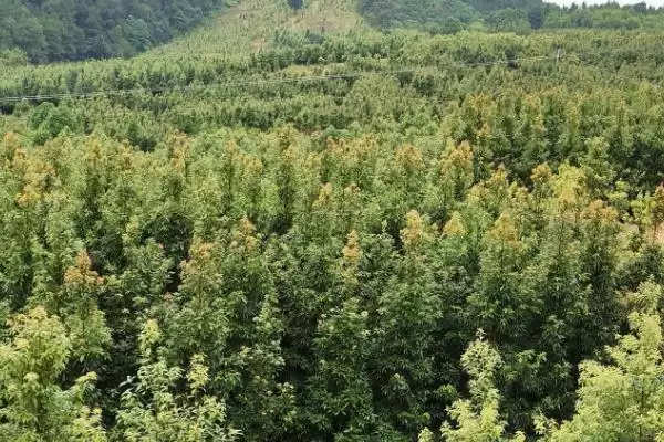 图片[3]-金丝楠木能在院中种吗？能种但要确保阳光充足-会东网