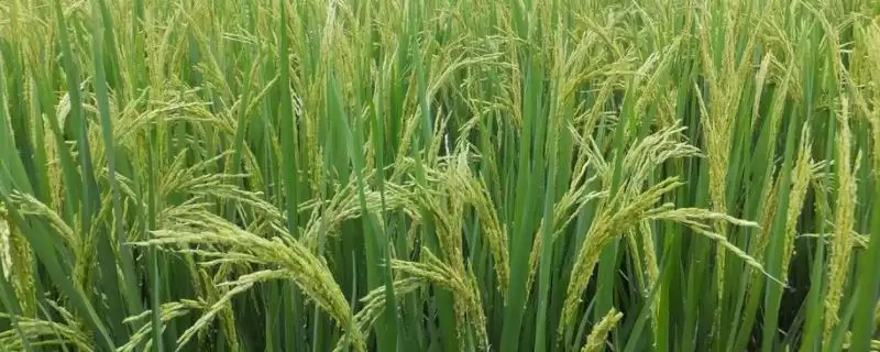 垦乐1主茎有多少叶?主茎12片叶,熟悉水稻特征-会东网