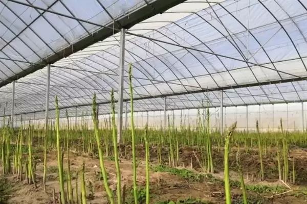 图片[8]-芦笋种植为啥通常在春季？-会东网
