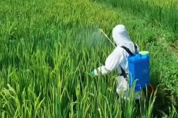图片[2]-咪鲜胺防治禾谷类作物病害是什么原理？-会东网