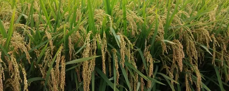 绿达181水稻从出苗至成熟134天左右有啥特点？-会东网