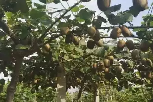 图片[6]-猕猴桃种植搭棚架后定植有啥好处？-会东网