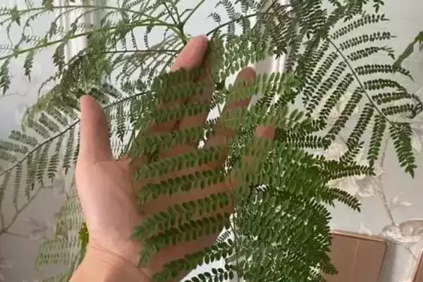 图片[3]-蓝花楹叶子为啥掉光？温度不适可能是主因-会东网