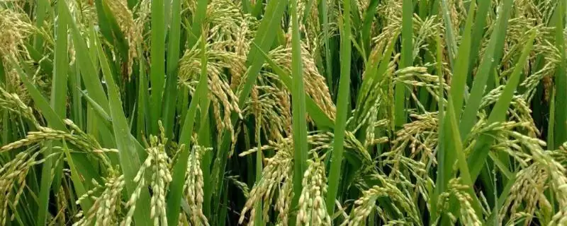 今粹8号水稻品种大田每亩用纯氮18千克左右为啥?-会东网