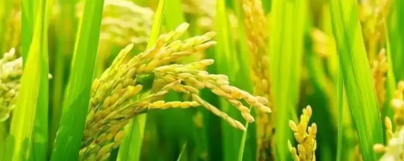 九优808全生育期多长?138.5天,了解生育周期-会东网