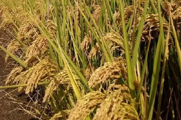 图片[3]-龙粳3767主茎有几片叶？主茎12片叶，了解水稻特征-会东网