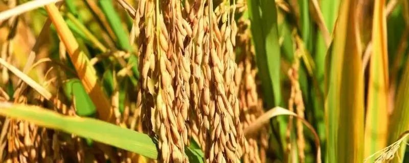 糯优918水稻品种每亩1.2至1.5万穴有啥优势？-会东网