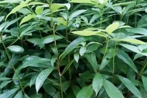 图片[4]-金丝楠木能在院中种吗？能种但要确保阳光充足-会东网
