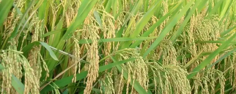 龙垦2004是啥品种？普通水稻，认识常见稻种-会东网