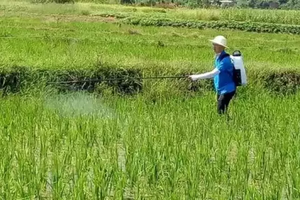图片[2]-灵斯科丹对水稻有无药害？用量合理无药害，放心使用-会东网